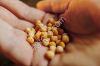 Семена нута Донплаза 2026 | Элита | От производителя