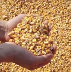 Семена кукурузы Краснодарский 194/291/385 MB F1