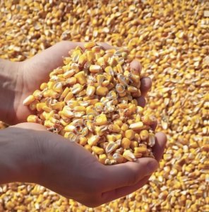 Семена кукурузы Краснодарский 194/291/385 MB F1