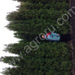 Туя западная Колумна, Брабант