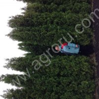 Туя западная Колумна, Брабант