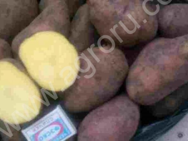 Картофель продовольственный оптом от производителя
