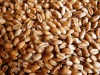 зерна - пшеница, ячмень оптом