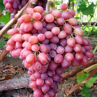 Виноград оптом