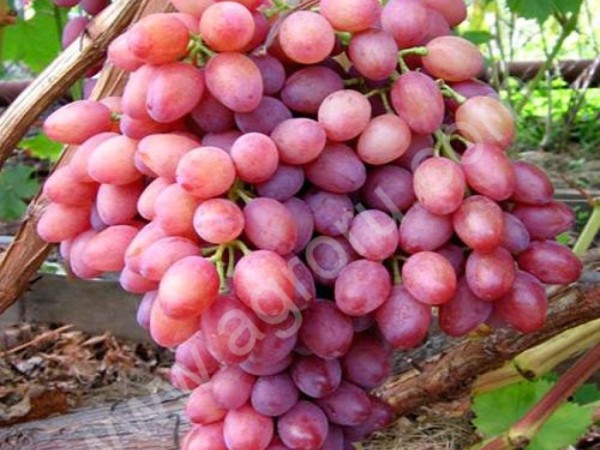 Виноград оптом