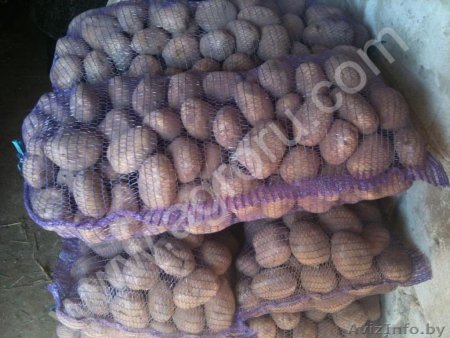 Картофель оптом от производителя