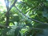 Азимина(банановое дерево)