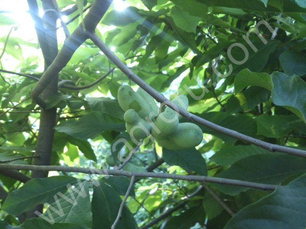 Азимина(банановое дерево)