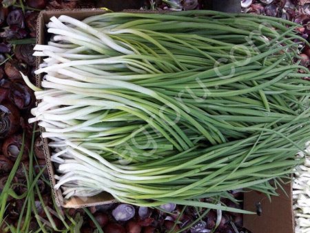 Египетский Лук на перо (лук на посадку)