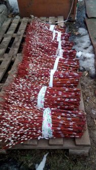 Верба оптом