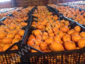 Мандарины от 20 тонн
