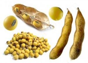 бобы сои