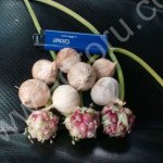 Воздушная луковица чеснока