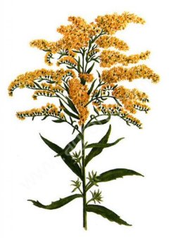 Трава золотарника