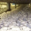 производство грибов вешенка и шампиньона