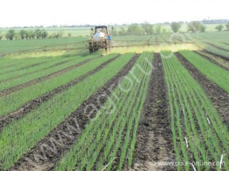 Ялтинский лук