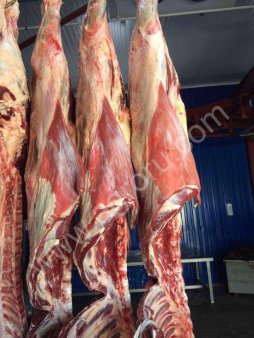 быка охлажденного (100+)