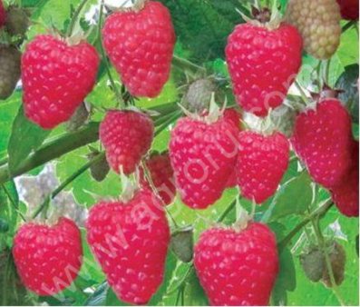 Малина Полка