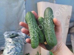 Огурцы тепличные