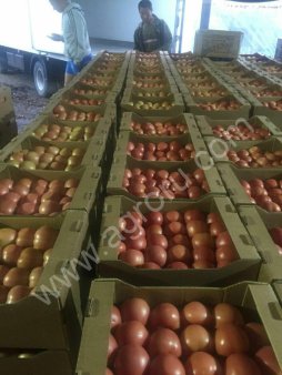 Томаты оптом. Овощи оптом.