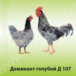 Куры молодки