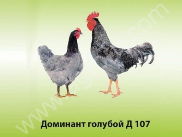 Куры молодки