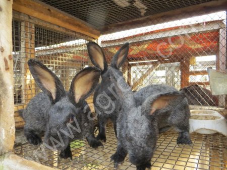 Серебристый. Чистопородные кролики.