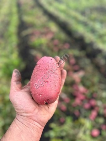 Картофель от производителя