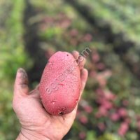 Картофель от производителя
