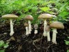 Мухомор Красный Amanita muscaria