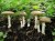 Мухомор Красный Amanita muscaria