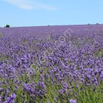 Семена люцерны сорт Верко (РС2)