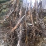 Черенки яблони