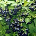 Семена Санберри - крупноплодного паслена.