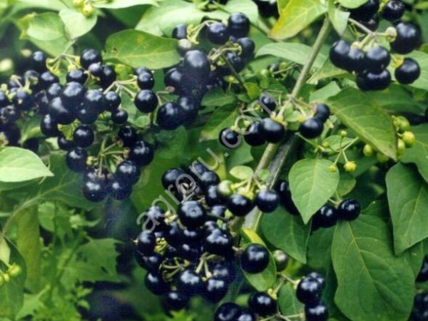 Семена Санберри - крупноплодного паслена.