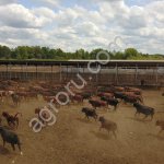 Быки на убой