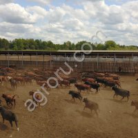 Быки на убой