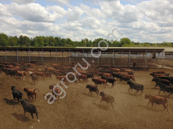 Быки на убой