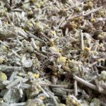 Лимонник крымский железница