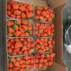 Свежая клубника оптом