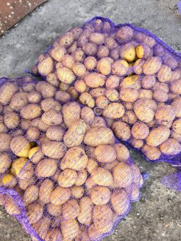 Картофель Гала