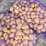 Картофель Гала