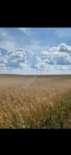 Земля 50 гектар