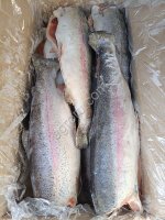 Форель ПБГ 2, 7-3, 6 кг