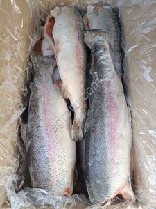 Форель ПБГ 2,7-3,6 кг