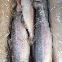 Форель ПБГ 2, 7-3, 6 кг