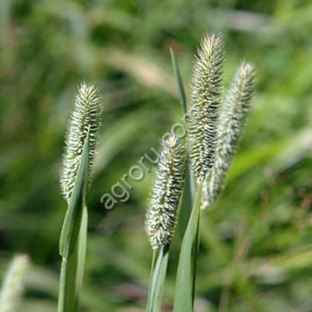 Тимофеевка луговая (семена)