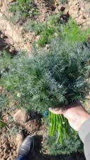 Семена укропа сорт Аллигатор