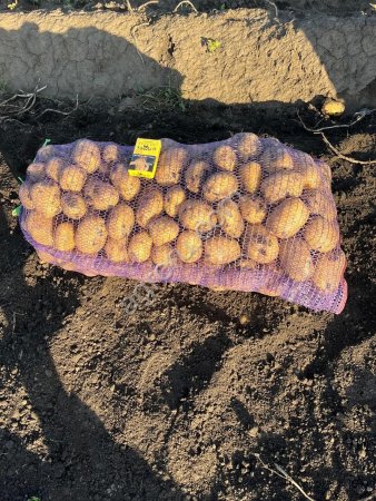 Картофель Тульской области