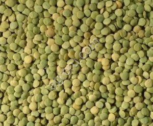 ЧЕЧЕВИЦА ЗЕЛЕНАЯ Сибирская СЕМЕНА РННС (Питомник)